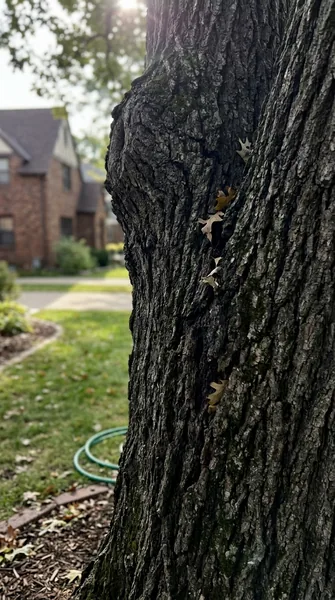 Robert M.